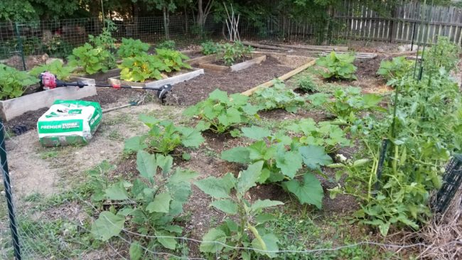 survival garden, gardening, seed, grow, food