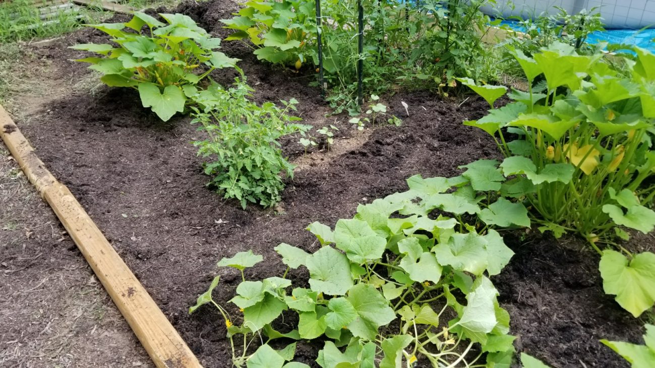 garden, survival garden, prepper, growing, food, SHTF, seeds