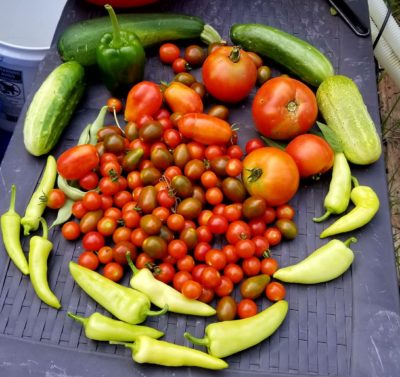 prepardness, survival, garden, gardening, prepper, SHTF