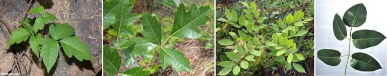 poison ivy, poison oak, hiking, woods, first aid
