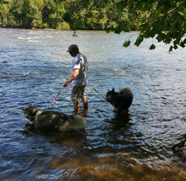 dogs-river
