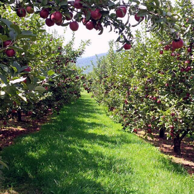 Picking apples in the mountains