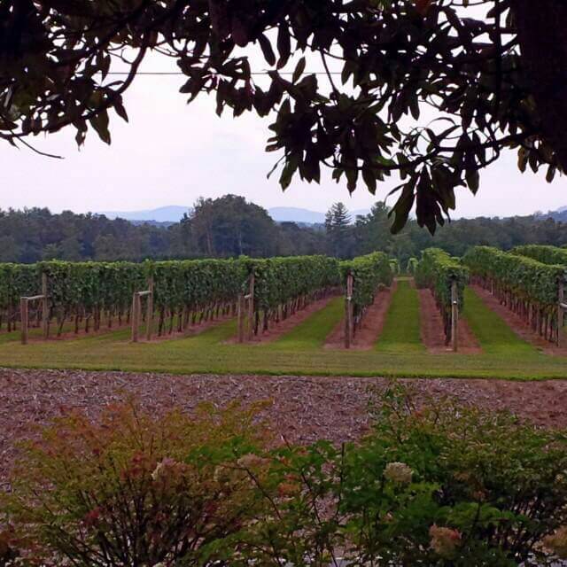 Enjoying peaceful time at a vineyard