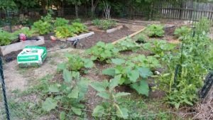 survival garden, gardening, seed, grow, food