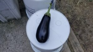 eggplant, preparedness, survival gardening