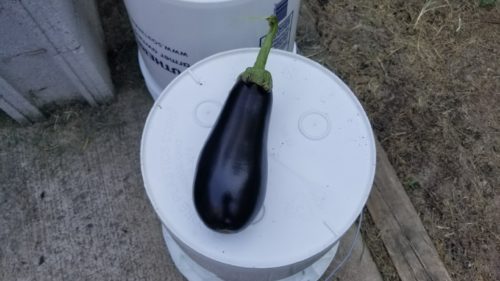 eggplant, preparedness, survival gardening