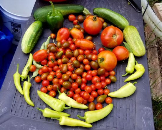 garden, food storage, survival, SHTF, survival gardening