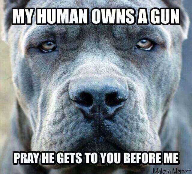 dog, mans best friend, prepper, survival, home security, security