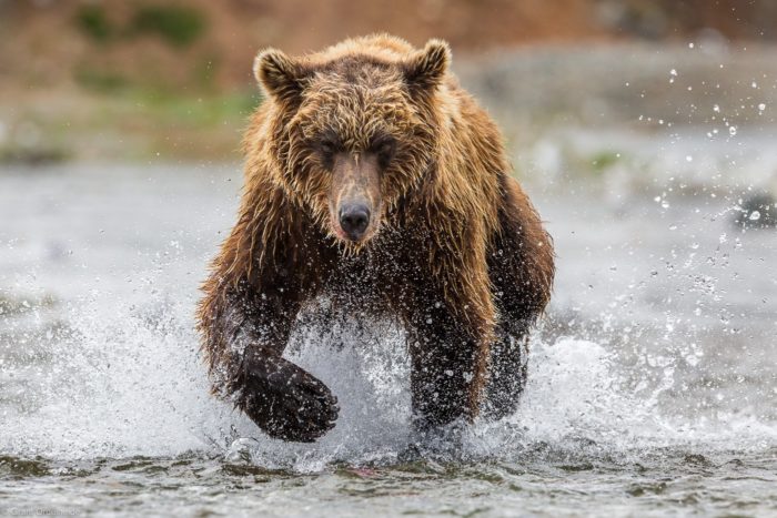 charging, brown bear, hiking, camping, pistol, firearm