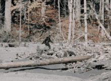 bigfoot, attack, animal attack