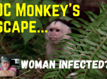 monkey, truck, cdc, accident, traffic, escape, infected, woman,