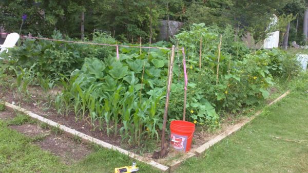survival, gardening, survival gardening, seeds, seedbank, seed bank, prepper, food storage, shtf, preparedness, survivalist