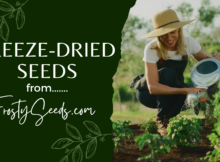 Frosty Seeds, freeze dried seeds, survival, gardening, prepper, preparedness