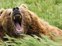 bear, attack, bear country, firearm, Glock, 10mm, best pistol, best gun, best gun in bear country, hunting, hiking, backpacking