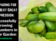 next great depression, preparing, prepper, shtf, growing food, cucumbers, preparedness, survival, survivalist, how to
