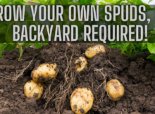 growing your own potatoes, survival, prepper, preparedness, survival gardening, shtf, garden, inflation, food shortages, grow potatoes, potatoes, get ready, prep, economic collapse