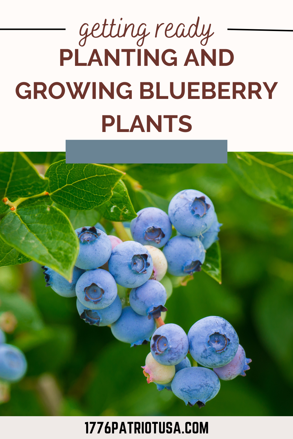 how to grow blueberry plants, getting ready, shtf, prepper, preparedness, survival gardening, survival, growing blueberries, blueberry plants, economic collapse, 