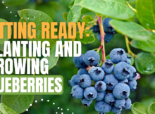 How to grow blueberries, homesteading, homestead, garden, gardening, survival, survival gardening, prepper, preparedness, blueberries, self reliance, get ready