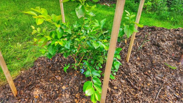 blueberry, blueberries, plant, how to, planting, homestead, survival, prepper, preparedness, prep, garden, survival gardening, survival garden