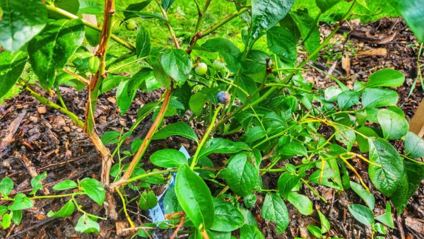 blueberry, blueberries, plant, how to, planting, homestead, survival, prepper, preparedness, prep, garden, survival gardening, survival garden, shtf