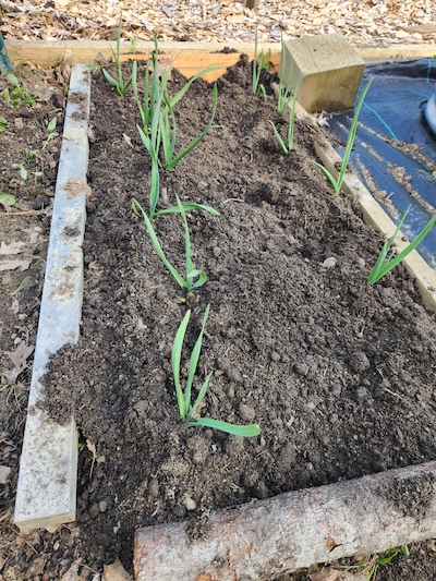 garlic, planting garlic, Maine, 
