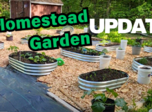 homestead garden, update, planting, survival, food, self sufficient, prepper, prepare, getting ready,gardening