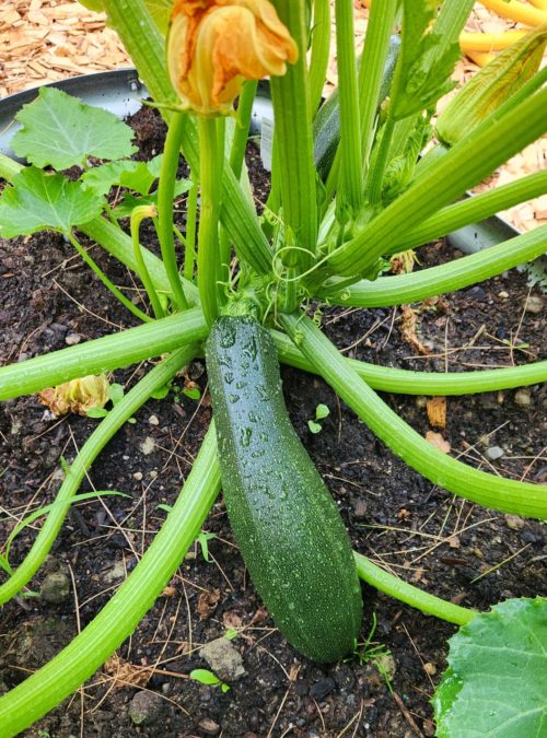 zucchini, growing, how to grow zucchini, gardening, survival garden, food storage, cannning, prepare, get ready