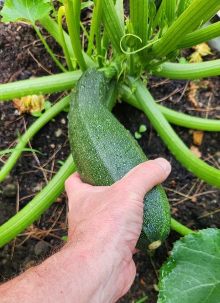 harvesting zucchini, picking zucchini, growing, garden, gardening
