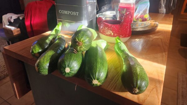 how to grow zucchini, zucchini guide, vegetable garden, preparedness, prepper, food storage, canning, preserving food