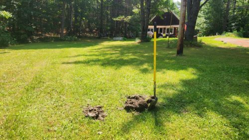 planting apple trees, homestead, garden, apples, fruit trees,