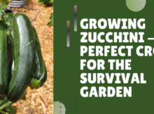 how to grow zucchini, survival garden, prepper, homestead, homesteading, survival retreat, preparedness, food storage, canning