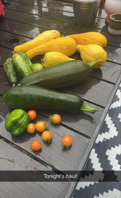 garden bounty, picked vegetables, garden, how to, zucchini, prepper, preparedness, homestead