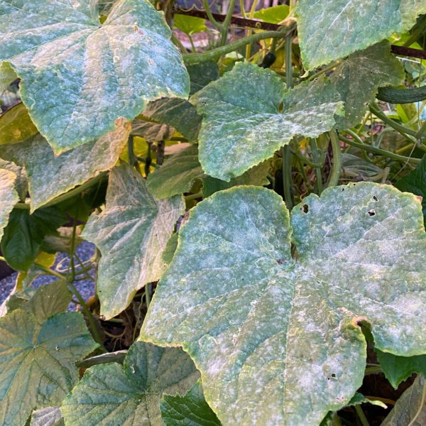 zucchini, powdery mildew, growing zucchini, 
