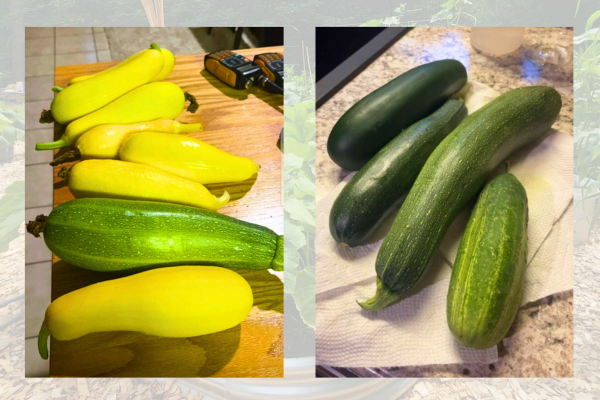 vegetables from the garden, homesteading, homesteader, homestead, survival garden, prepare, prepper, 