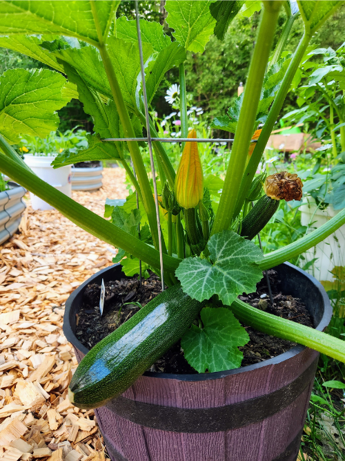 growing squash in containers, zucchini in containers, bucket gardening, how to grow zucchini, prepper, food storage, canning