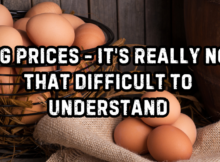 egg prices, inflation, culling chickens, killing chickens, bird flue, egg shortage, news, theory, prepper, preparedness, shtf, prepper