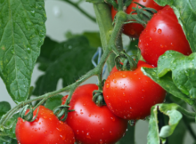 tomato, tomatoes, growing, garden, egg shells, crushed, root, football, prepper, survival, garden, tips,