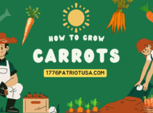 how to grow carrots, simple guide, budget friendly, soil mix, prepper, preparedness, small space