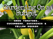 raised bed garden, survival, garden, food storage, shtf, preparedness, garden, homesteading, homestead, homesteader,, preparedness, prepper,
