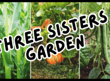 three sisters garden, gardening, prepper, preparedness, survival, shtf,